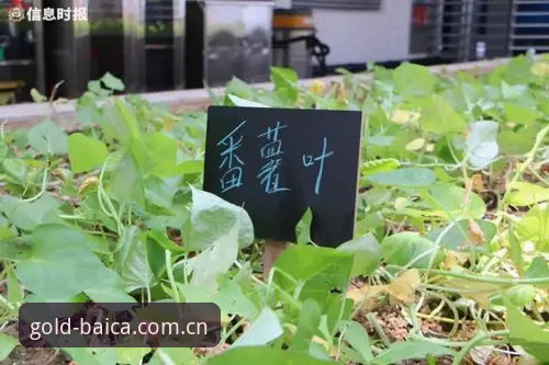冠军白菜平台与普通论坛对比：为什么娱乐互动体验差距如此之大？